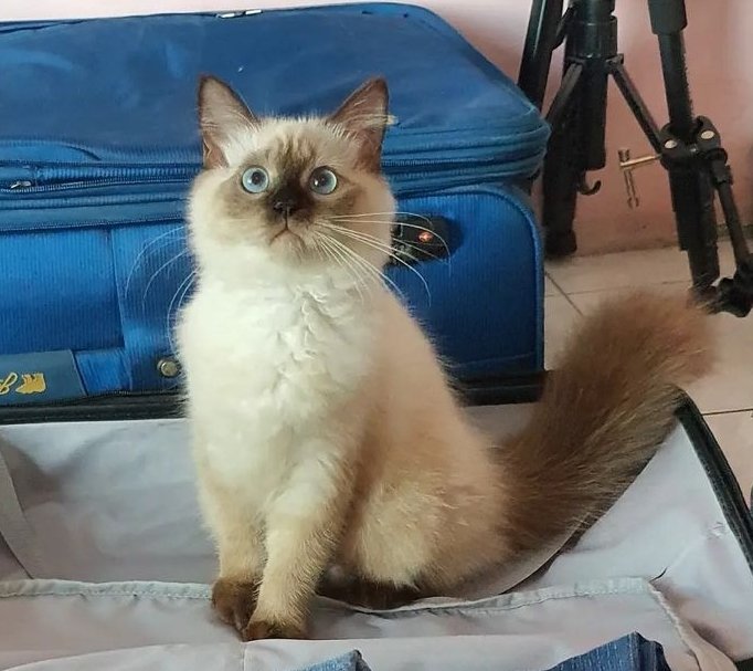 kochengfs's tweet photo. Melihara kcg! Himalaya dari bayi tuh bikin deg-degan nunggu gede nanti gedenya makin ke sini makin ke sana ya guys 😭
https://t.co/aBS8Q53cet