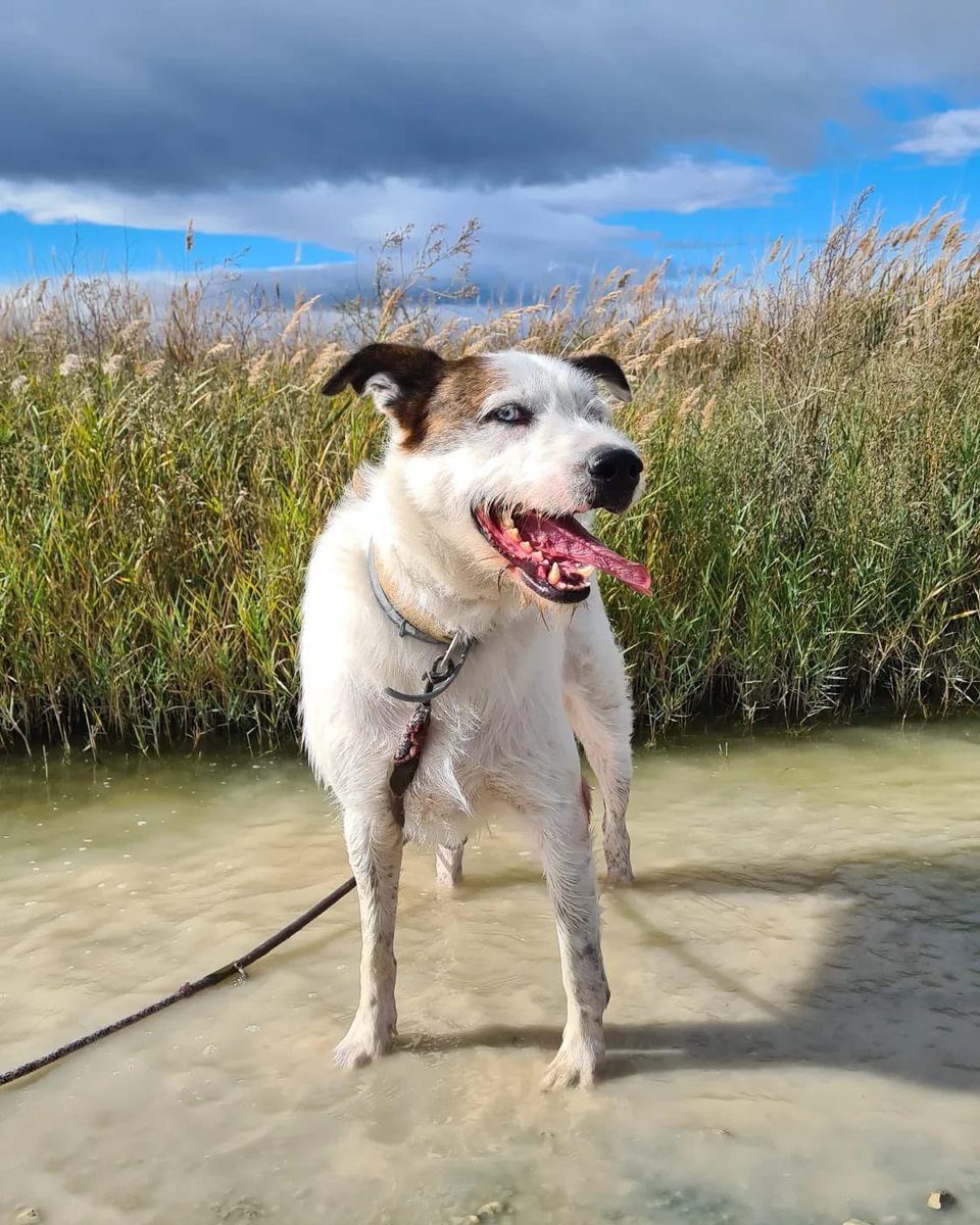 PATICASTAUSTE1's tweet photo. ⭐ NERO EN ADOPCIÓN ⭐

Nero sigue esperando su oportunidad. Es un gran perro, le cuesta coger confianza, pero una vez te lo ganas, es tu amigo para siempre.
✔️ Macho
✔️ Mestizo
✔️ 3 años
✔️ Tamaño grande
✔️ Vacunado, desparasitado, negativo, castrado
➡️ Se entregará con contrato https://t.co/24Gn5rcvO8