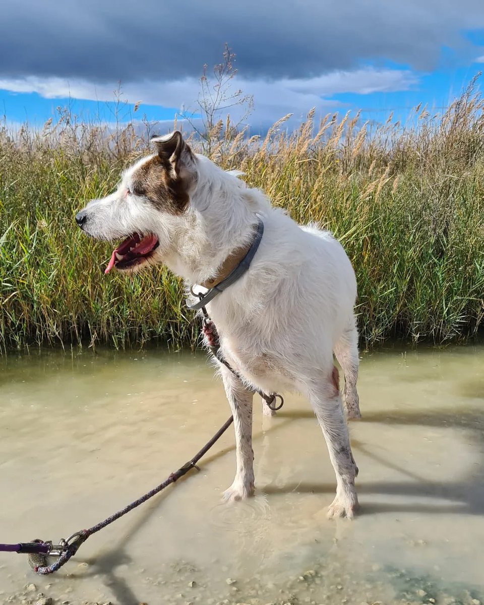 PATICASTAUSTE1's tweet photo. ⭐ NERO EN ADOPCIÓN ⭐

Nero sigue esperando su oportunidad. Es un gran perro, le cuesta coger confianza, pero una vez te lo ganas, es tu amigo para siempre.
✔️ Macho
✔️ Mestizo
✔️ 3 años
✔️ Tamaño grande
✔️ Vacunado, desparasitado, negativo, castrado
➡️ Se entregará con contrato https://t.co/24Gn5rcvO8