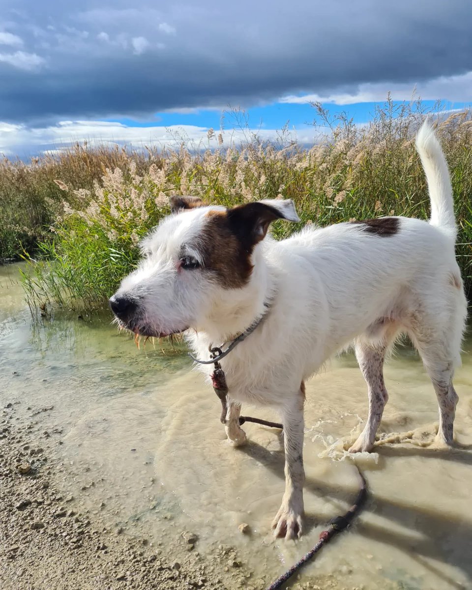 PATICASTAUSTE1's tweet photo. ⭐ NERO EN ADOPCIÓN ⭐

Nero sigue esperando su oportunidad. Es un gran perro, le cuesta coger confianza, pero una vez te lo ganas, es tu amigo para siempre.
✔️ Macho
✔️ Mestizo
✔️ 3 años
✔️ Tamaño grande
✔️ Vacunado, desparasitado, negativo, castrado
➡️ Se entregará con contrato https://t.co/24Gn5rcvO8