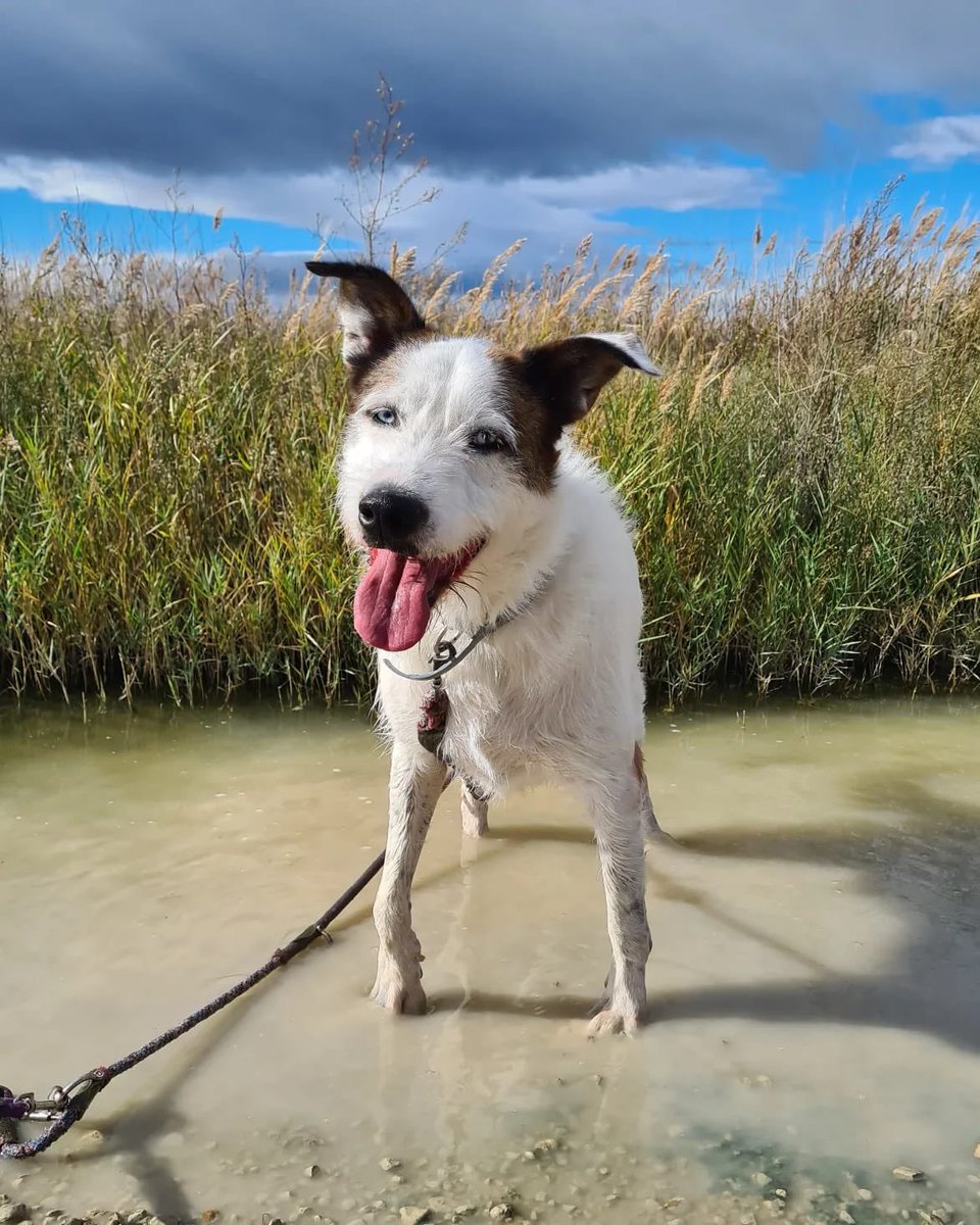PATICASTAUSTE1's tweet photo. ⭐ NERO EN ADOPCIÓN ⭐

Nero sigue esperando su oportunidad. Es un gran perro, le cuesta coger confianza, pero una vez te lo ganas, es tu amigo para siempre.
✔️ Macho
✔️ Mestizo
✔️ 3 años
✔️ Tamaño grande
✔️ Vacunado, desparasitado, negativo, castrado
➡️ Se entregará con contrato https://t.co/24Gn5rcvO8
