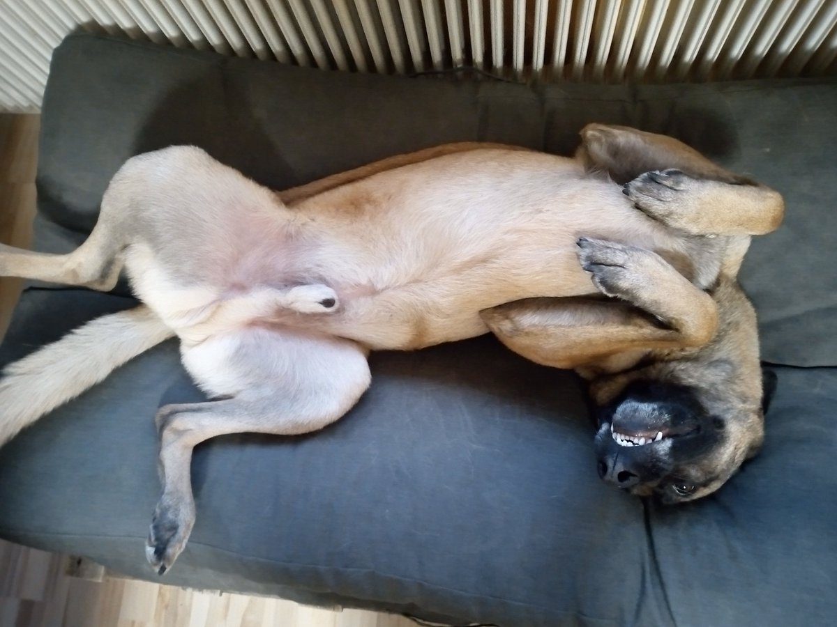 josephineyennn's tweet photo. #teethoutthursday #TeamMali #Maligator #Malinois https://t.co/3SUB1ZyMRA