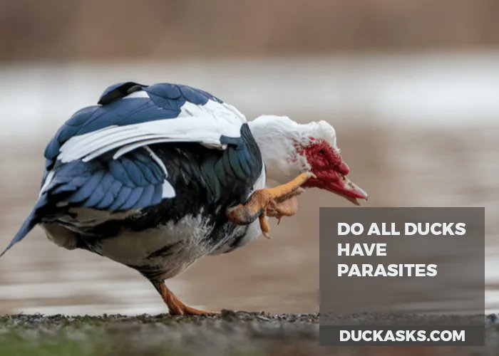 duck_asks's tweet photo. Ducks can carry various parasites like worms, flukes, &amp; mites. It's important to cook duck thoroughly and practice good hygiene around them to avoid transmission. Always wash hands! #Duck #Care #DuckAsks
https://t.co/Y3Zdyisey1 https://t.co/PM7Ssx8Zcu