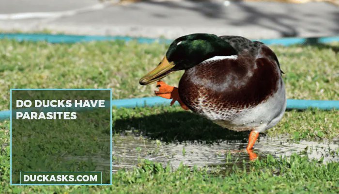 duck_asks's tweet photo. Ducks can carry various parasites like worms, flukes, &amp; mites. It's important to cook duck thoroughly and practice good hygiene around them to avoid transmission. Always wash hands! #Duck #Care #DuckAsks
https://t.co/Y3Zdyisey1 https://t.co/PM7Ssx8Zcu