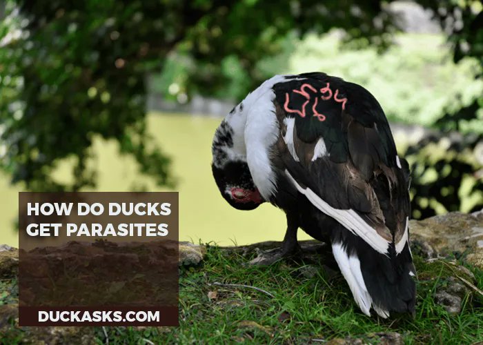 duck_asks's tweet photo. Ducks can carry various parasites like worms, flukes, &amp; mites. It's important to cook duck thoroughly and practice good hygiene around them to avoid transmission. Always wash hands! #Duck #Care #DuckAsks
https://t.co/Y3Zdyisey1 https://t.co/PM7Ssx8Zcu