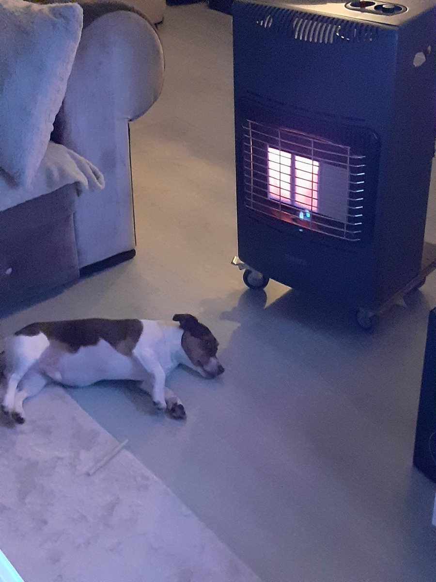 tantedien37's tweet photo. Als ik moet gaan werken in de ochtend, zet ik altijd de gaskachel aan.Vind t de moeite niet om dan de verwarming aan te zetten en daarna weer uit. Onze Max vind t iig heerlijk. Af en toe is hij nog net niet geroosterd🤣 #warmte #jackrusselterriër https://t.co/DUxRQI7i1q