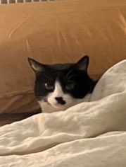 darthlux's tweet photo. ok… i guess i’ll just sleep on the couch then… https://t.co/fFlgt9t1gl
