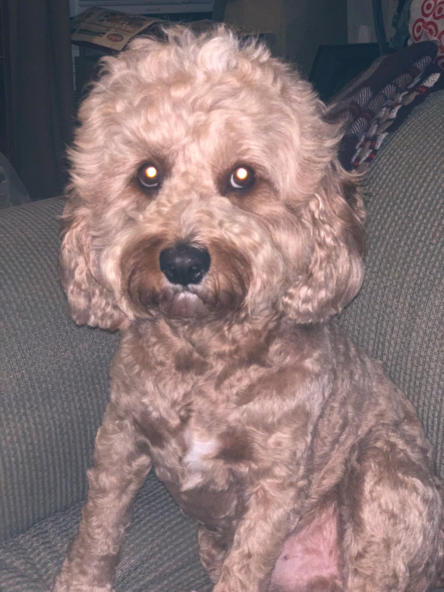 Sweet Dreams X! 🐶🐾🦴😴💤⭐️🌚🌝 

#doglife #dogsoftwitter #puppy #puppiesoftwitter #puppiesofX #dogsofx #cavapoo #doodle #cute #goodnight