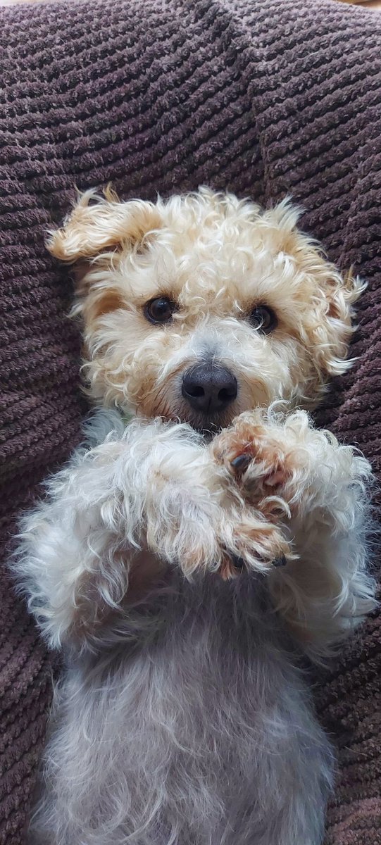 On day 4 of #OTWeek23, one of my favourite occupations is spending time with this gorgeous boy! Animals can help alleviate feelings of isolation, helping manage anxiety, loneliness and depression. <a href="/theRCOT/">Royal College of Occupational Therapists</a> <a href="/HIOWAHPs/">HIOWAHPs</a> 💚💚