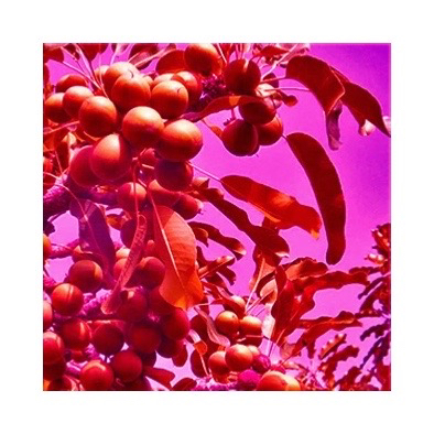 I N T E G R A T I V E  
A G R O F O R E S T R Y
​​​​​​​​
I am DELIGHTED to have been awarded funding from King College via Kings Culture to collaborate with the INCREDIBLE Dr Amanda Lenhardt (who researches the political economy of development) on an Integrative Agroforestry proj