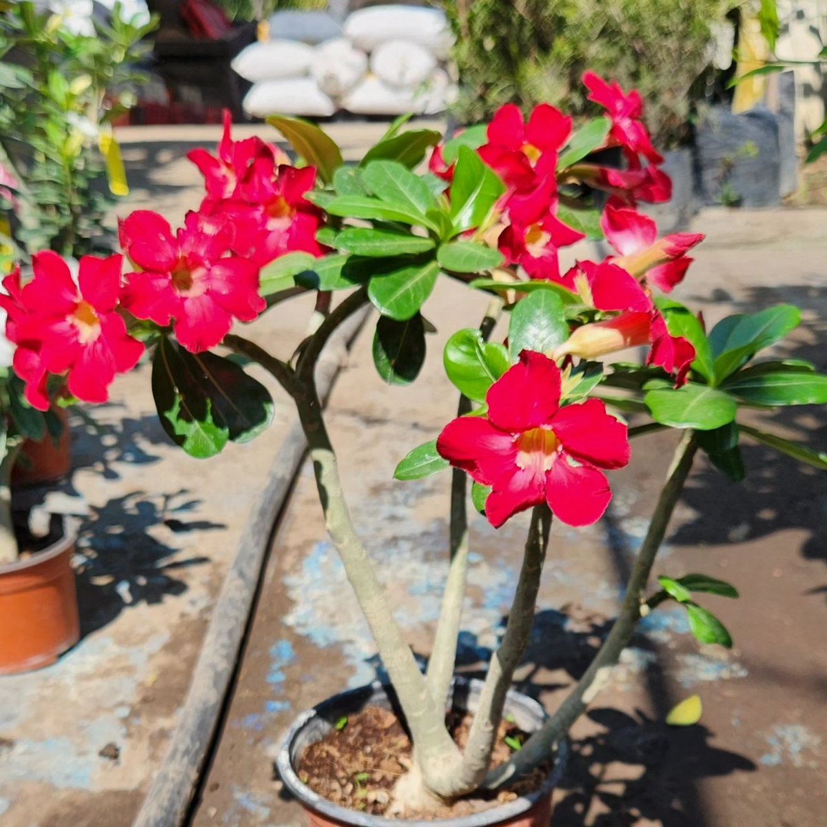 FlorVivero's tweet photo. ADENIUM ROSA DEL DESIERTO. 

https://t.co/NwuxvGflJw https://t.co/lKTaJhu2Q1