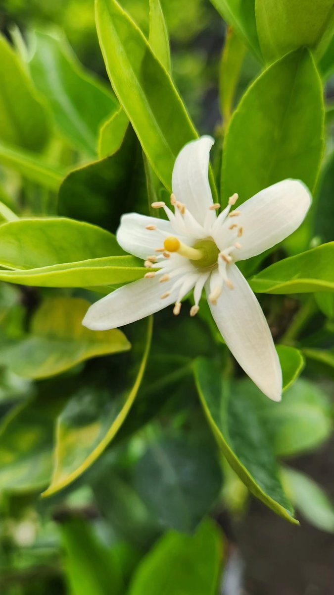 FlorVivero's tweet photo. CÍTRICOS. 

https://t.co/NwuxvGflJw https://t.co/YrW1UCH9VI