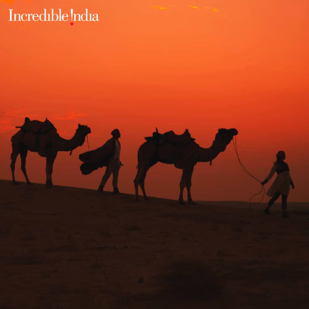 incredibleindia's tweet image. #Rajasthan's dreamy landscapes and #palatial wonders have stolen pedrogamei's (Instagram) heart, and he’s not looking back! When you #VisitIndia, you can't help but be swept away by its #vibrant colours, rich #history, and warm people