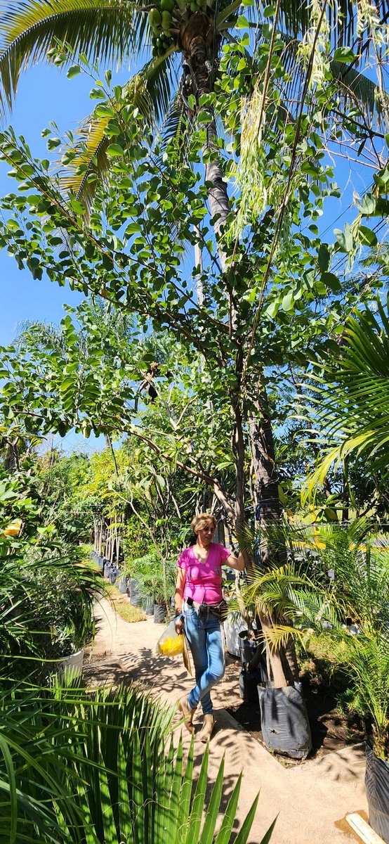 FlorVivero's tweet photo. ORQUÍDEA DE ÁRBOL. 

https://t.co/NwuxvGflJw https://t.co/Scah9UhXDG