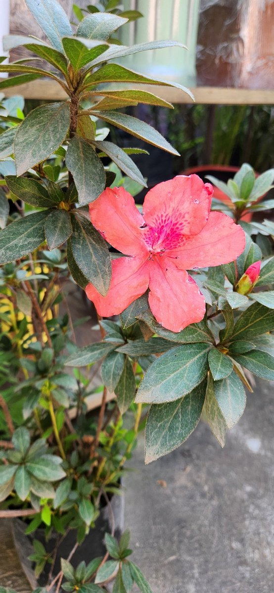 FlorVivero's tweet photo. AZALEAS.

https://t.co/NwuxvGflJw https://t.co/8hFK8ao14t