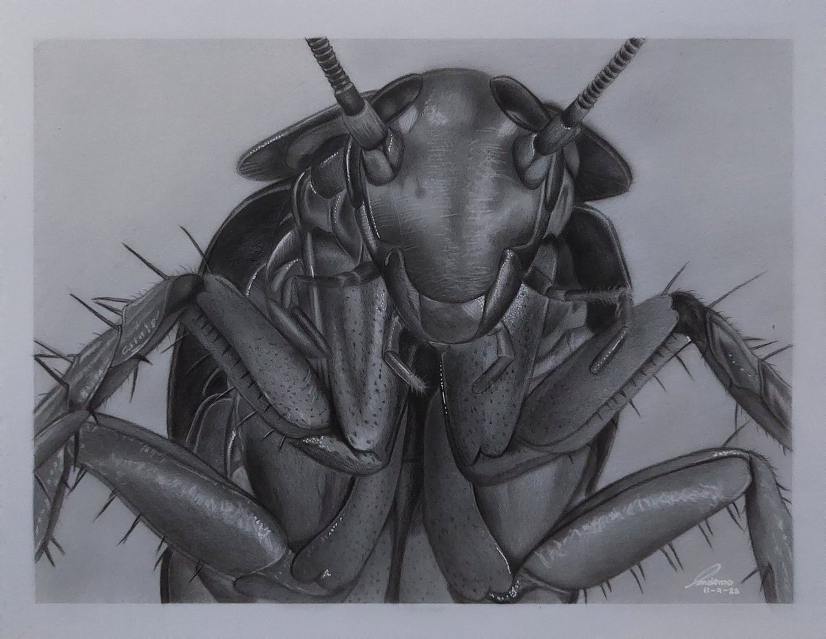 Aether1119's tweet photo. Ipis 🪳

Charcoal and Graphite on Vellum Board

#art #artmoots #pencil #insect https://t.co/L2klUK0VUf