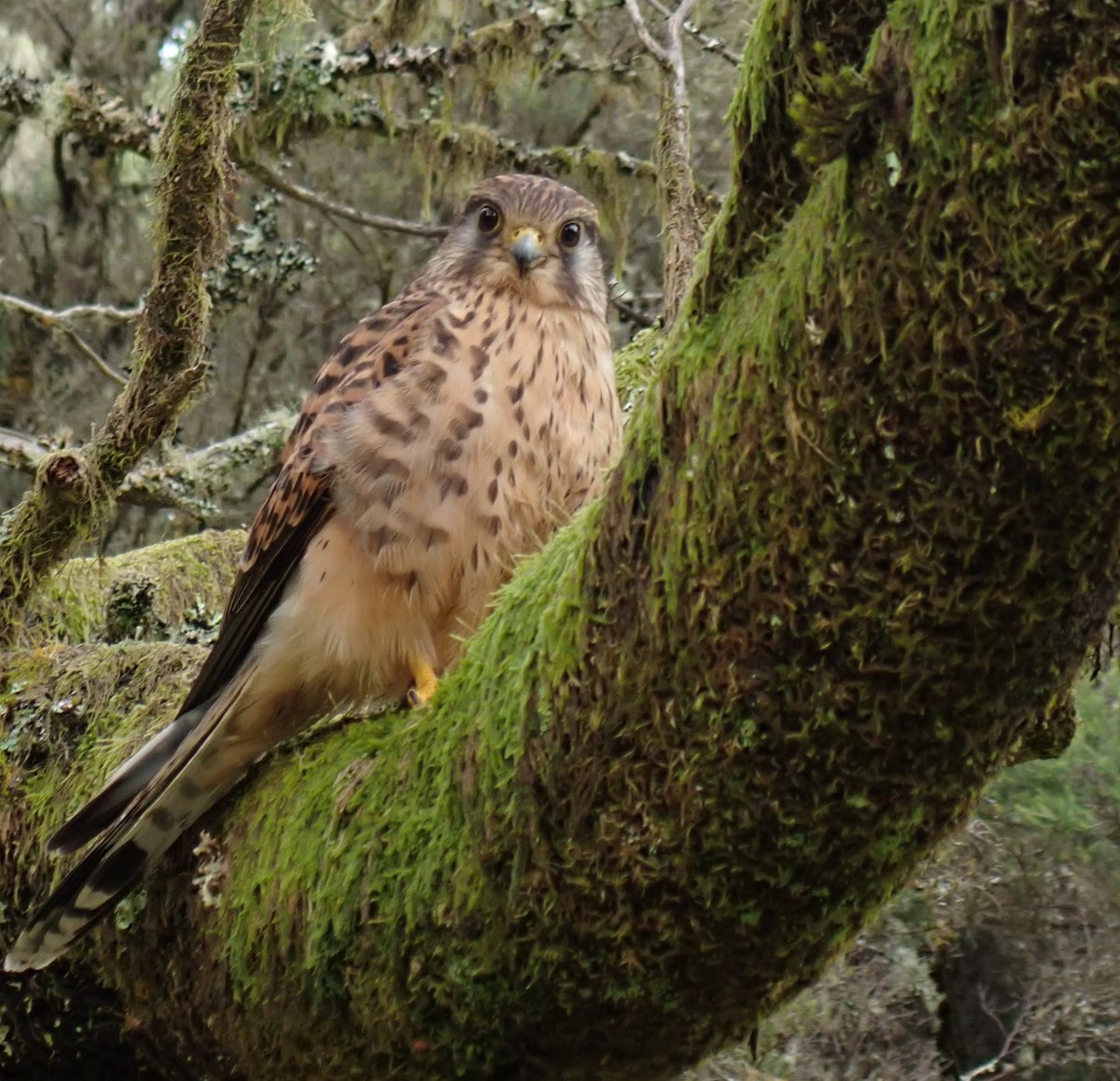 #lallanía #elpinar #elhierro #islascanarias #falcotinnunculus #naturalesa