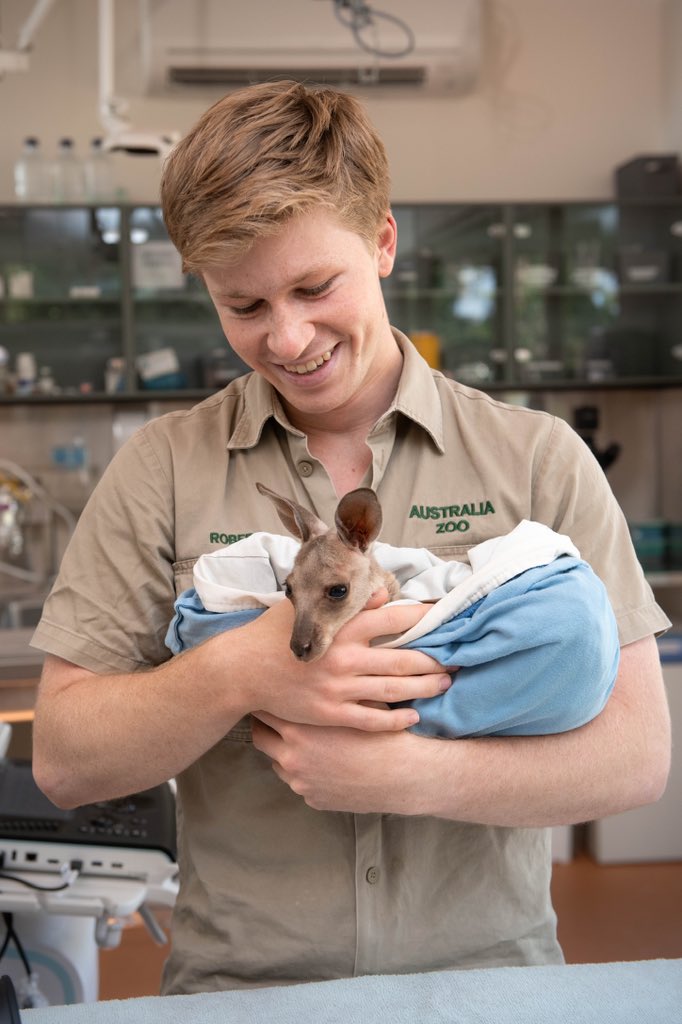 Kangaroo Joey snuggles at The Australia Zoo Wildlife Hospital 🥰