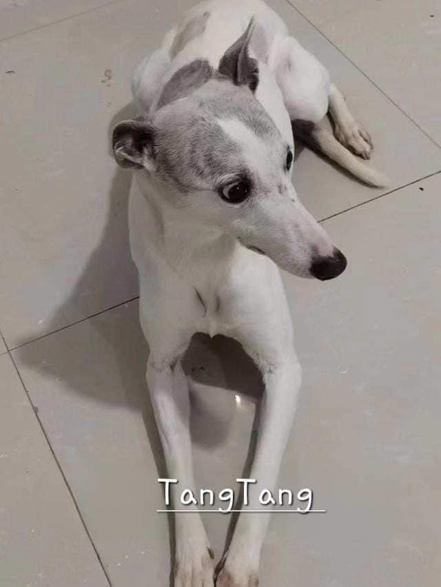 CandyCaneRescue's tweet photo. TangTang will be arranging in the uk later this month 🥰🥰

She will be going into #foster to be assessed 

She has #diabetes and requires daily injections 

Read about this gorgeous girl below 👇 
#flighttofreedom
#enddogmeattrade 
#rescuedogs https://t.co/df8XX5Ak5c