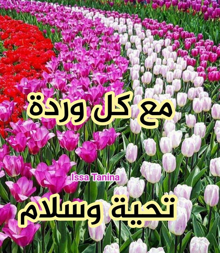 وتشرق شمس الصباح وتبعث
 الدفء في القلب 
وتبدأ الحياة من جديد ..
صباح الخير لمن معهم تسڪن
 الروح 
و بهم  يطمئن القلب .. وتبتسم الملامح ..
صباح الخير لمن سڪنوا القلب 
رغم بعد المسافات..🌹