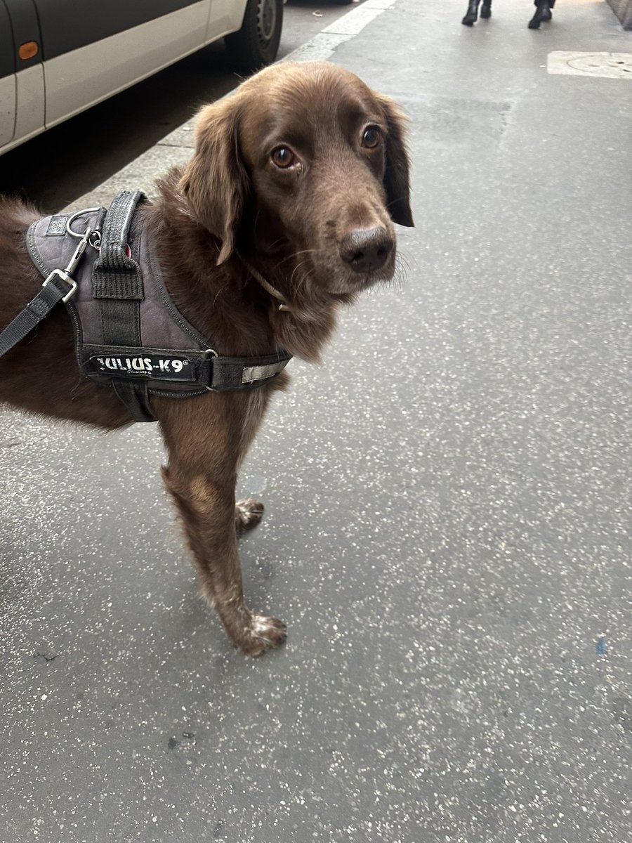 GemmaTognini's tweet photo. Friends, this is Mutley (imagine it being said with an Italian accent).
He is 8, he is a cane di strada (a mix) and he is 12/10 an excellent doggo.
#dogsofitaly #canediitalia https://t.co/a8UnNHUmHX