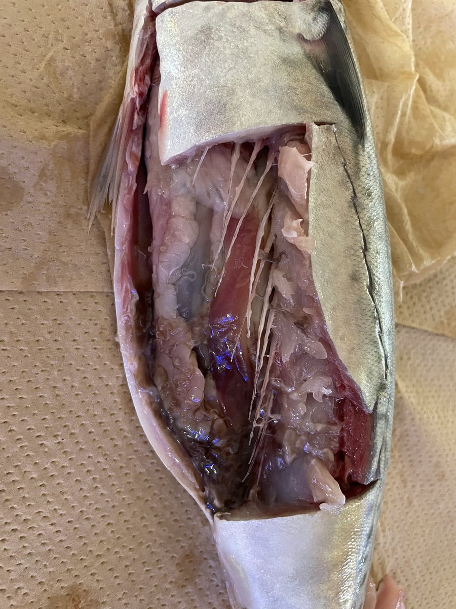 para_FMUM's tweet photo. アニサキスライト、ほんとうにすごい！！！！！！！！発明！！！！！！！！！！！！！（学生よりも教員の方がテンション上がってた気がする） https://t.co/gVZgBPu5Mb