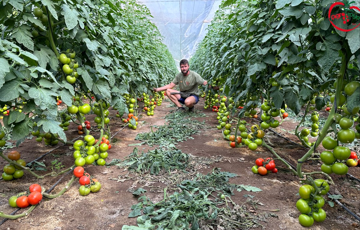 innovamosjuntos's tweet photo. Juan antonio rodriguez y @escu_91 nos muestran su producción de tomate rama 𝗥𝗲𝗮𝗹𝘀𝗼𝗹 𝗥𝗭 👉 Trasplante del 23 de agosto, injertado en #Emperador en las fincas de AgroTroya SL.

https://t.co/9UpHWPygvl https://t.co/ZyegggOZID