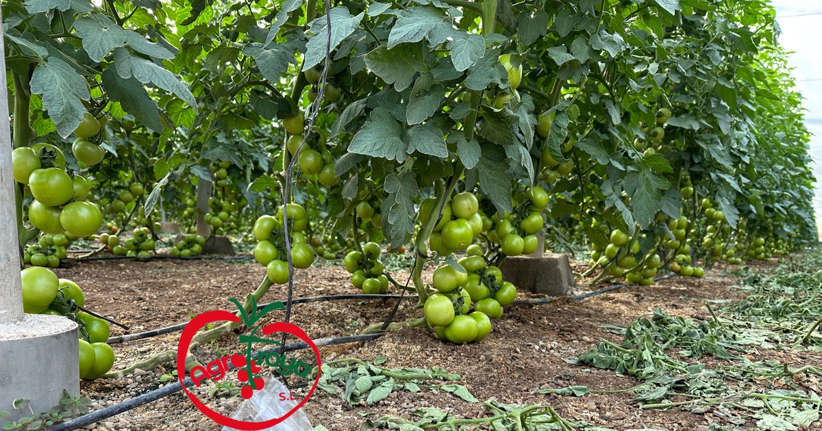 innovamosjuntos's tweet photo. Juan antonio rodriguez y @escu_91 nos muestran su producción de tomate rama 𝗥𝗲𝗮𝗹𝘀𝗼𝗹 𝗥𝗭 👉 Trasplante del 23 de agosto, injertado en #Emperador en las fincas de AgroTroya SL.

https://t.co/9UpHWPygvl https://t.co/ZyegggOZID