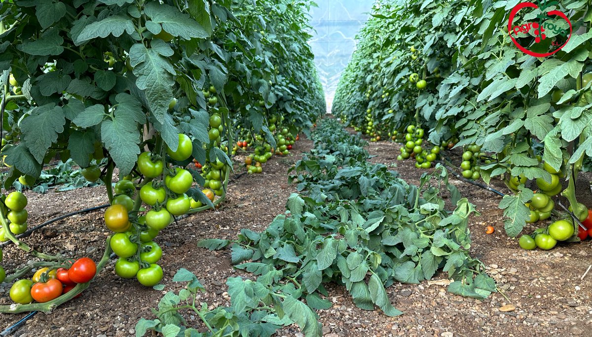 Juan antonio rodriguez y @escu_91 nos muestran su producción de tomate rama 𝗥𝗲𝗮𝗹𝘀𝗼𝗹 𝗥𝗭 👉 Trasplante del 23 de agosto, injertado en #Emperador en las fincas de AgroTroya SL.

innovamosjuntos.es/variedades-de-…