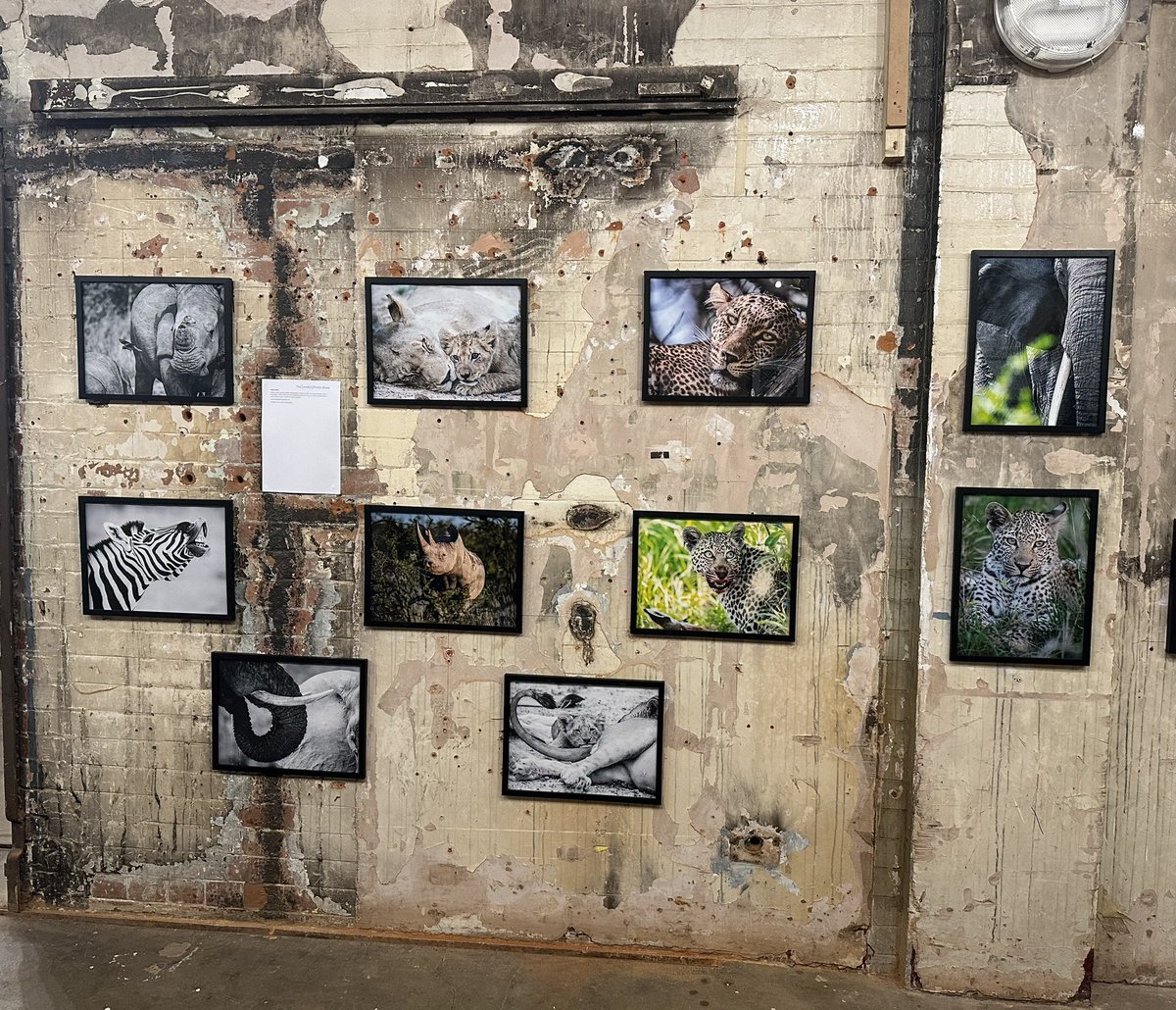 Lionsightphoto's tweet photo. First exhibition at @LondonPhotoShow excited to be able to show off some of my work! Go check it out if you’re in Southbank ! #wildlifephotography #wildlife #photograghy #exhibition #london #art #nikon #nikonphotography #NationalGeographic https://t.co/7fW9ceLfKA