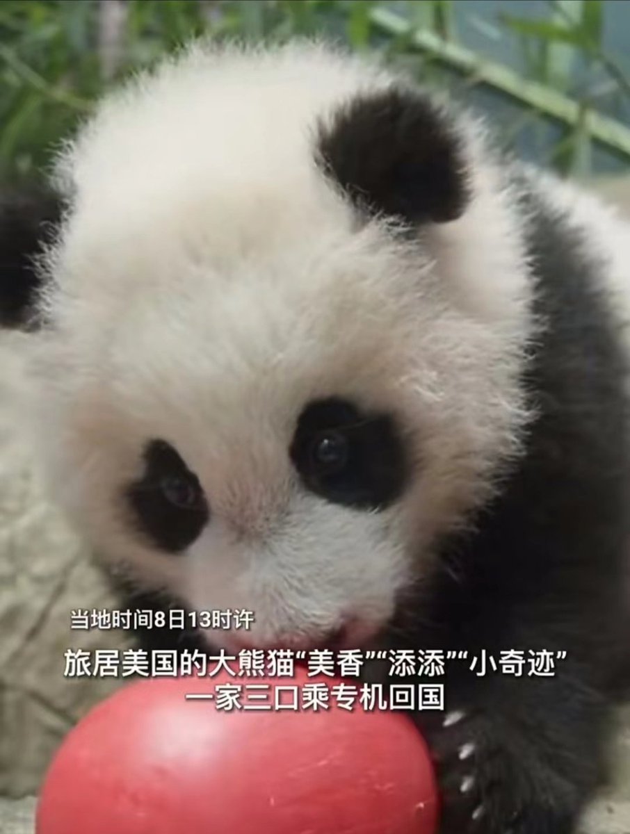 niannian1287412's tweet photo. #旅居美国大熊猫回国啦 旅美大熊猫“美香”一家，回国！ https://t.co/oxDmuQvUer