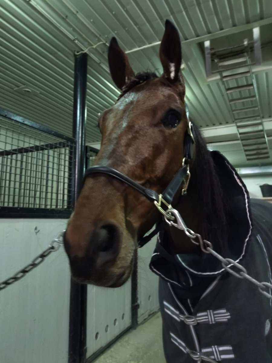 TeamMelkko's tweet photo. Jorma styrde Yucatan Diamant till en tredjeplats 🥉 i onsdags på @Solvalla . Det var debut från vår regi och han landade på 1.14,7 2140 meter i kvällens nionde lopp.

Max Schwarz äger.

Stort grattis 🇸🇪 - Wir gratulieren 🇩🇪 #trav #ravit #teammelkkosoronen https://t.co/hKEzTqcNVl