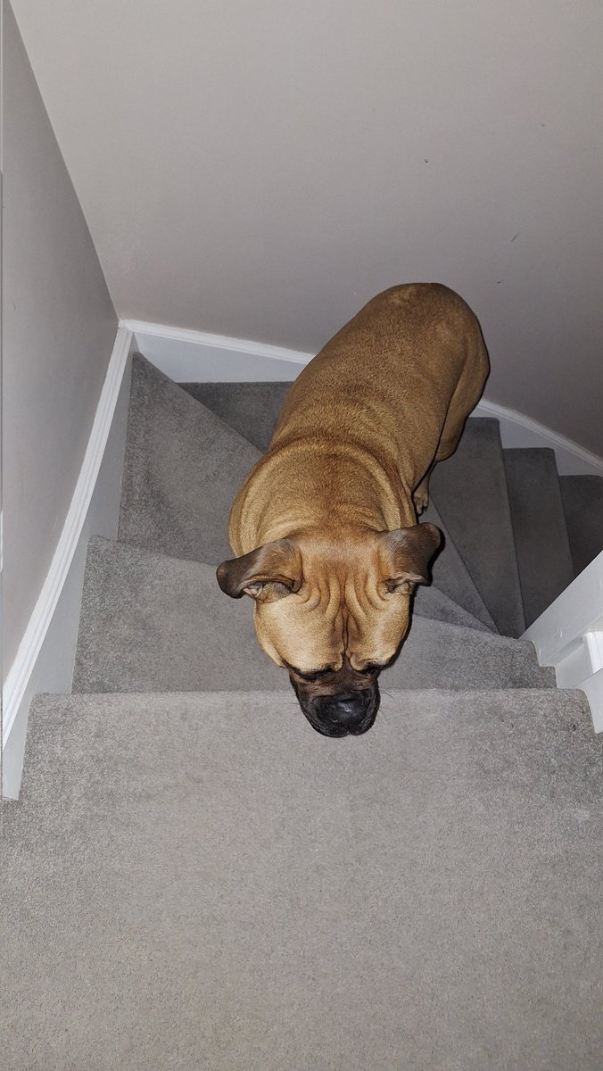 RachaelD_OT's tweet photo. No thanks to this Bullmastiff sized obstacle, I have made it down the stairs 😅 Being able to access both floors within my home means a lot to me #OT #OTWeek #OTWeek2023
#OTWeek23 #PetsOfOTWeek23 https://t.co/A3xvU9P3UJ
