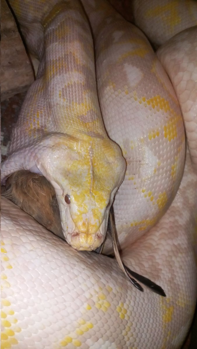 DaBeastBoka's tweet image. #reticulatedpython