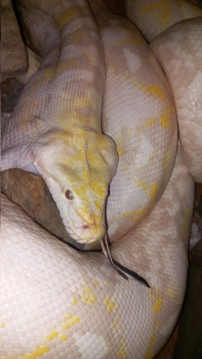 DaBeastBoka's tweet image. #reticulatedpython
