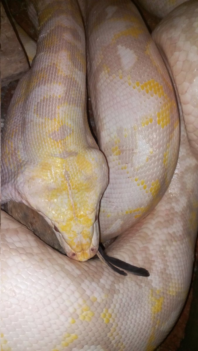 DaBeastBoka's tweet image. #reticulatedpython