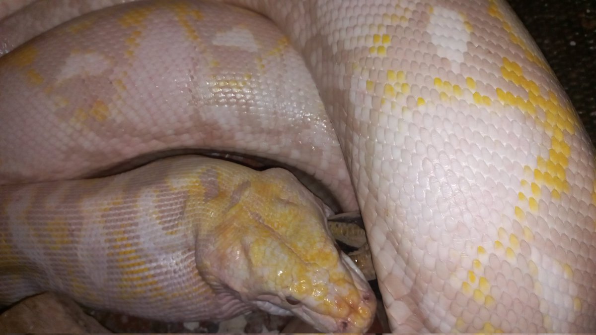 DaBeastBoka's tweet image. #reticulatedpython