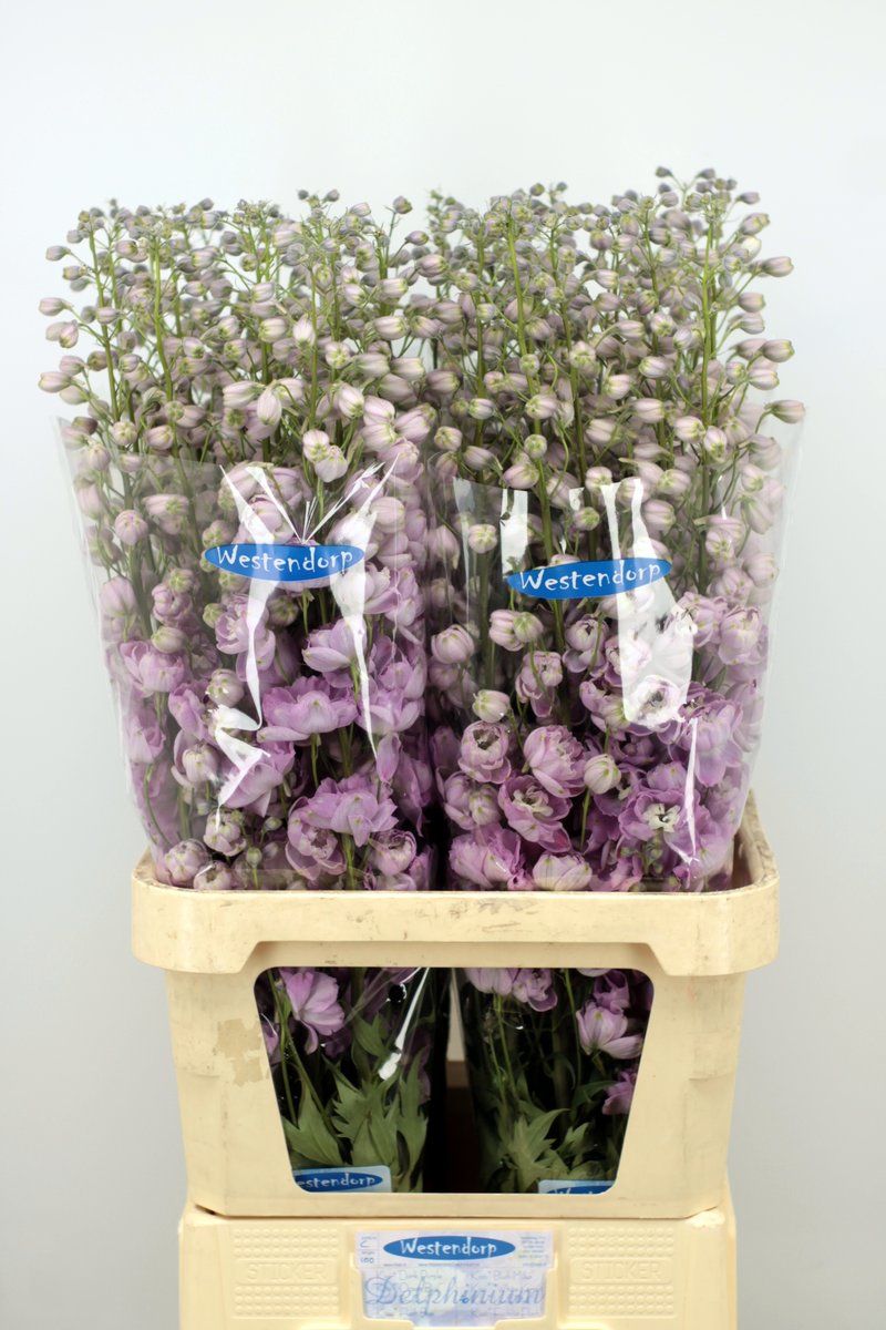 awestendorp's tweet photo. Morgen veilen wij de laatste Delphinium's van dit jaar. Graag wil ik alle kopers bedanken voor het afgelopen jaar en graag tot volgend jaar https://t.co/E9SX6Z9ndH