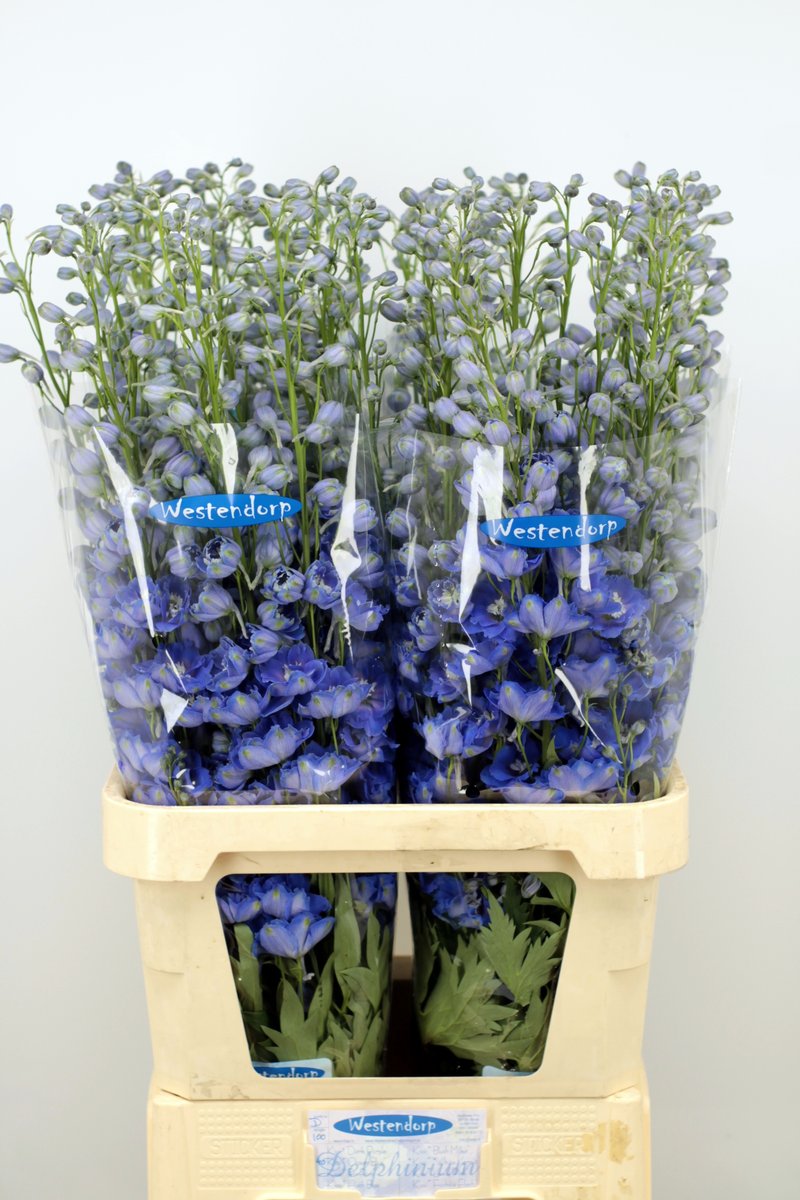 awestendorp's tweet photo. Morgen veilen wij de laatste Delphinium's van dit jaar. Graag wil ik alle kopers bedanken voor het afgelopen jaar en graag tot volgend jaar https://t.co/E9SX6Z9ndH