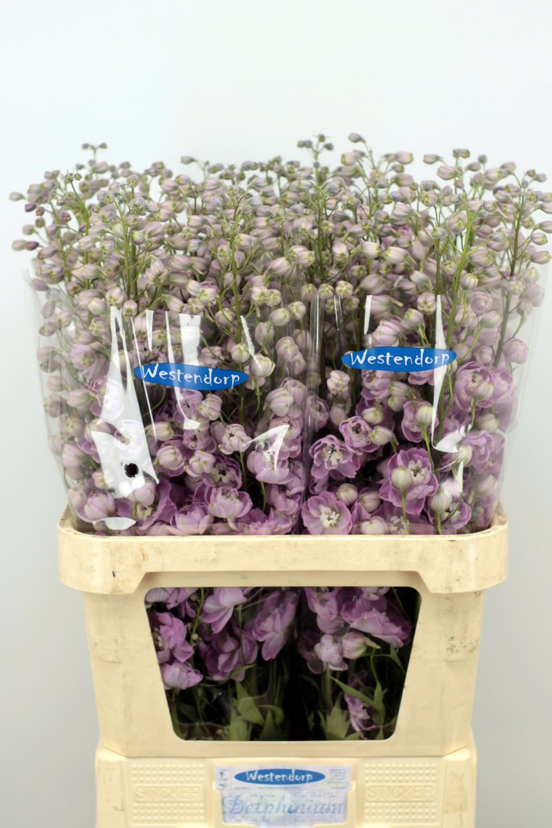 awestendorp's tweet photo. Morgen veilen wij de laatste Delphinium's van dit jaar. Graag wil ik alle kopers bedanken voor het afgelopen jaar en graag tot volgend jaar https://t.co/E9SX6Z9ndH