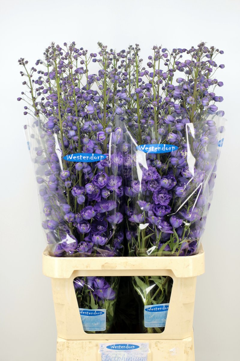 awestendorp's tweet photo. Morgen veilen wij de laatste Delphinium's van dit jaar. Graag wil ik alle kopers bedanken voor het afgelopen jaar en graag tot volgend jaar https://t.co/E9SX6Z9ndH