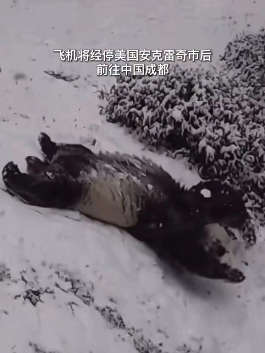 niannian1287412's tweet photo. #旅居美国大熊猫回国啦 旅美大熊猫“美香”一家，回国！ https://t.co/oxDmuQvUer