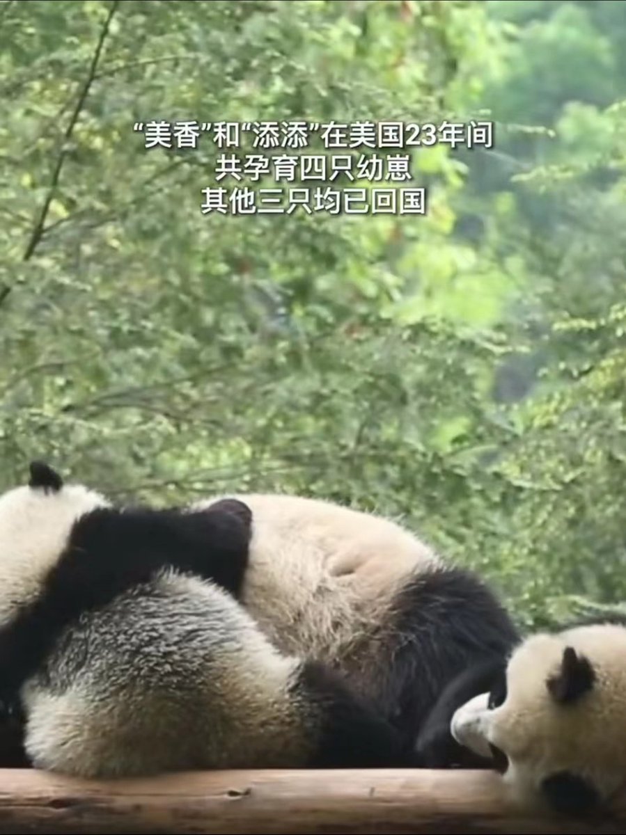 niannian1287412's tweet photo. #旅居美国大熊猫回国啦 旅美大熊猫“美香”一家，回国！ https://t.co/oxDmuQvUer