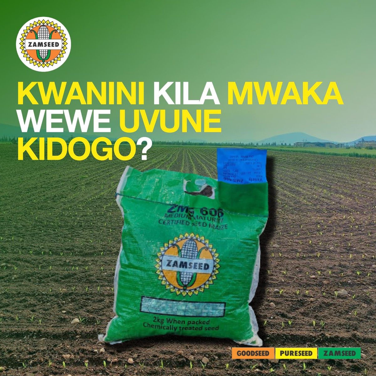ZamseedTZ's tweet photo. Uchache wa Mavuno husababishwa na mambo mengi, ila Uchaguzi wa Mbegu ni sababu kuu.
Kama umechoka kuvuna kidogo huu ndio wakati wako, anza kupanda Mbegu za #ZamSeed. https://t.co/JdqXdmwPBc