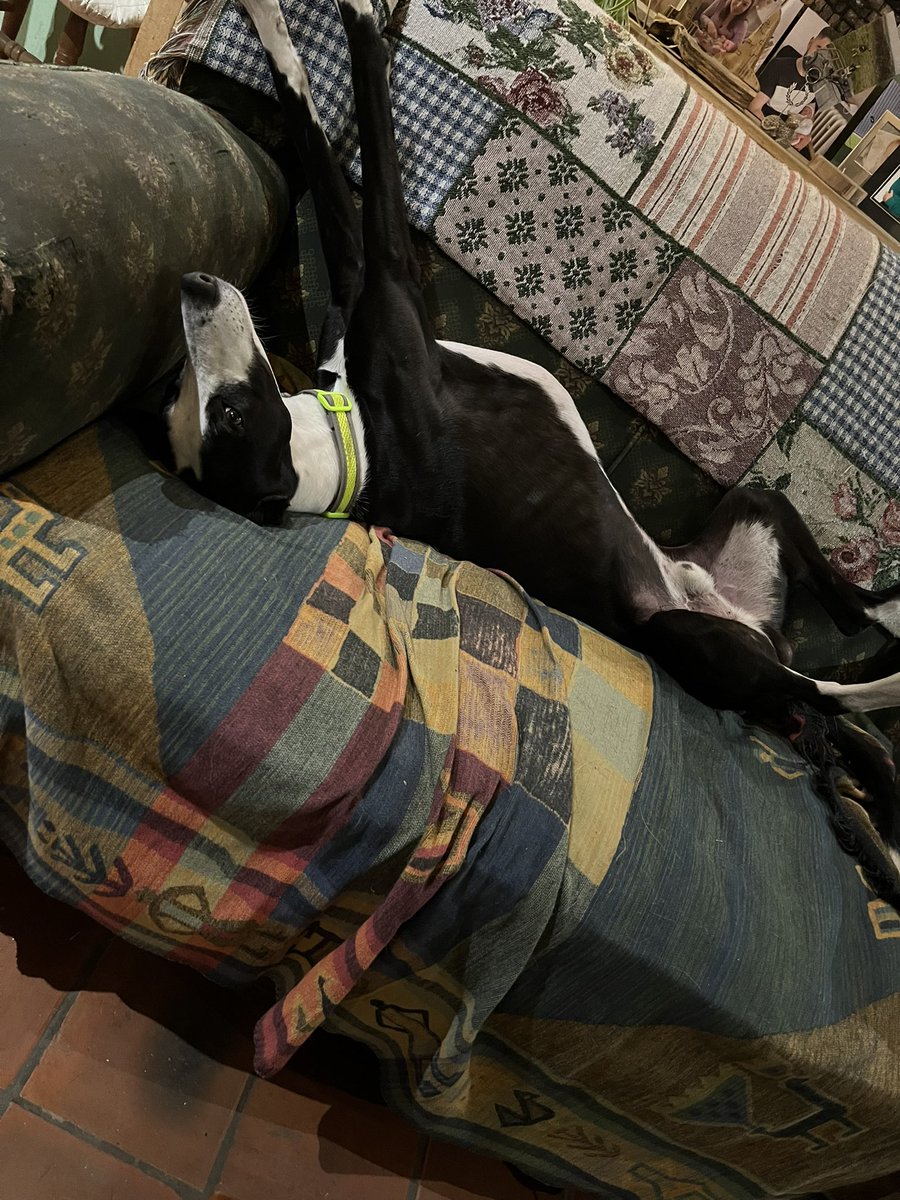 DawnEllisonDent's tweet photo. Usual greyhound pose! https://t.co/2hZ02Q63Ms