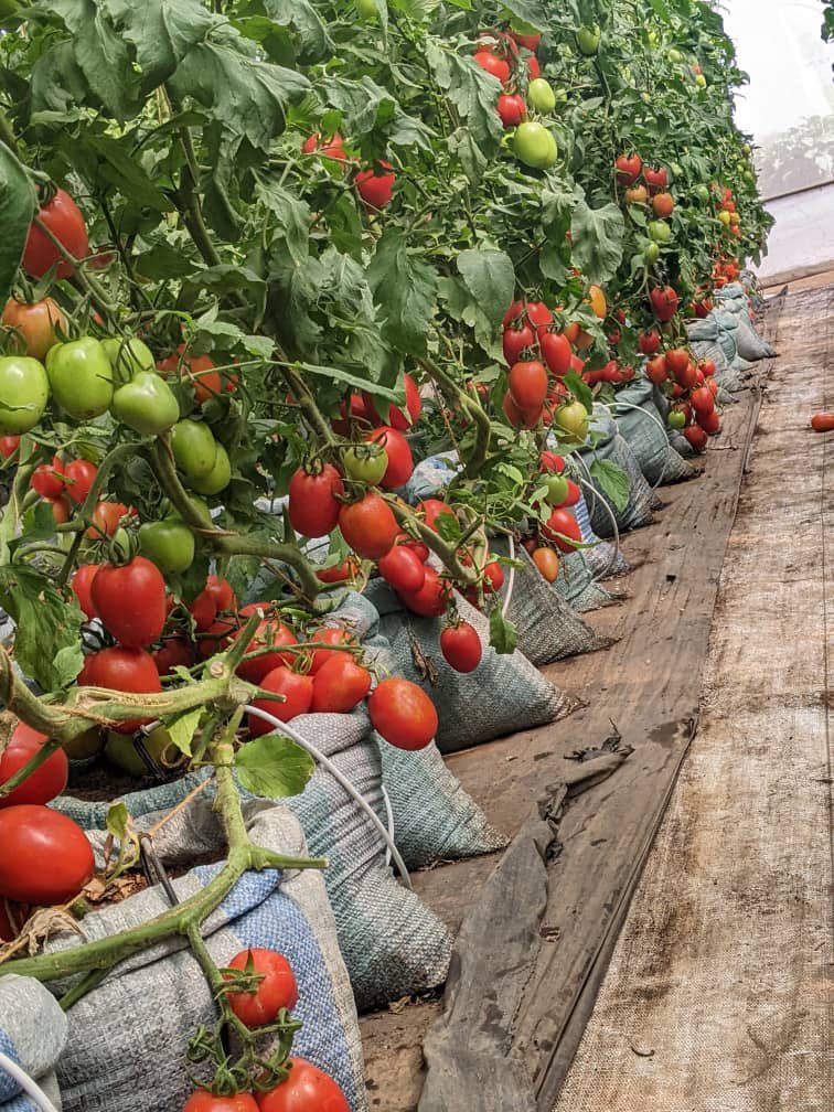 Its tomato season!!!! Harvest has started. #TomatoFarming #GreenhouseFarming