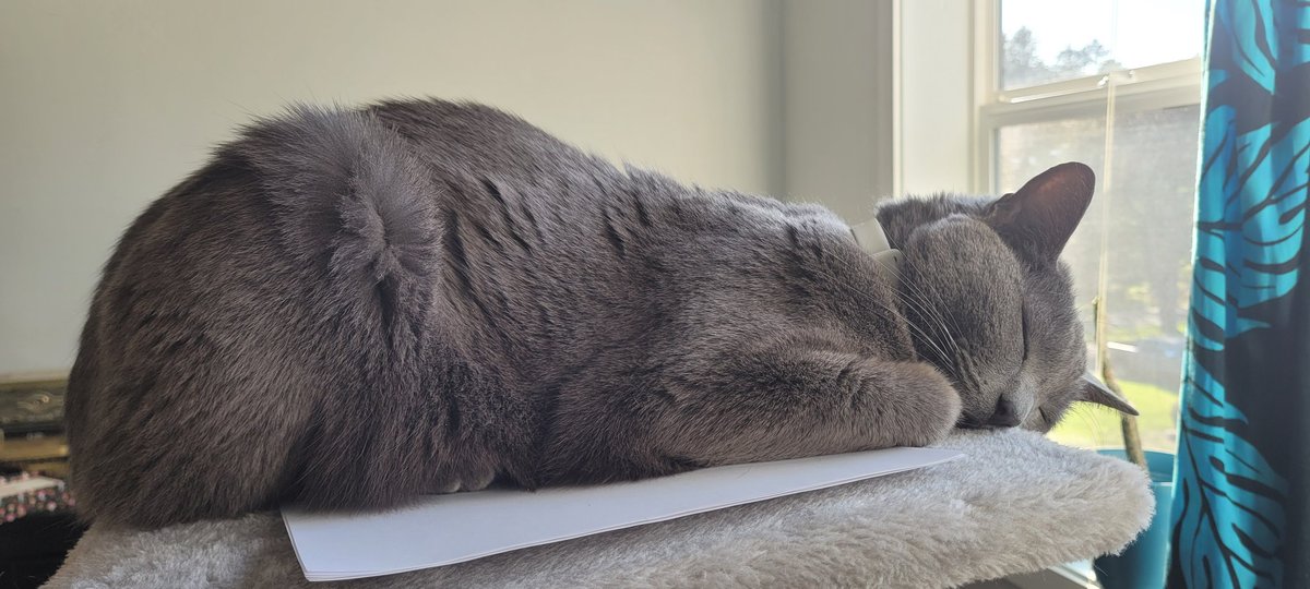 cypressius's tweet photo. @whitecatprophcy https://t.co/OMfv54u3c8