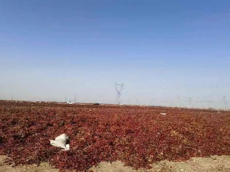 chiles_red's tweet photo. Paprika at our Farmland,ready to be pull.Ready to be pull soon.

#red-chiles ,#deprem #CMAawards #IsraelisaGenocidalState #ONEPIECE1098 #CeasefireInGazaNOW #世界初Number_i #Israel #Survivor https://t.co/Q39cn1fHdl