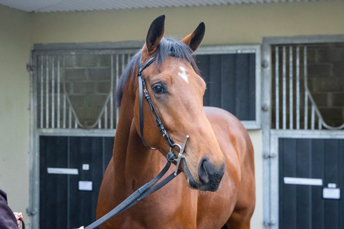 𝐋𝐀𝐒𝐓 𝐂𝐇𝐀𝐍𝐂𝐄 𝐓𝐎 𝐄𝐍𝐓𝐄𝐑! 🚨

🏇🏽 Our Breathless Spirit Yard Visit lottery closes at 12pm.

Don’t miss out on the opportunity to meet Breathless Spirit and Joseph O'Brien  at the state of the art Carriganóg Racing on Friday 17th November. 

Secure your chance to