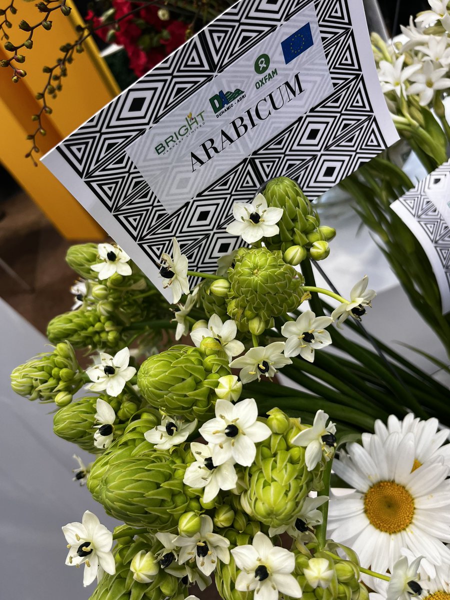 Rwanda_TheHague's tweet photo. We are ready for day 2 at #IFTF2023 to welcome international buyers to discover the roses of @BellaFlowersRw and the summer flowers of @brightharvestrw, @Duhamic1, @oxfaminrwanda / @EUinRW, You will find the stand of @rwandefresh by @RwandAgriExport in hal B, stand 5.30! https://t.co/kfNnDdiwGe